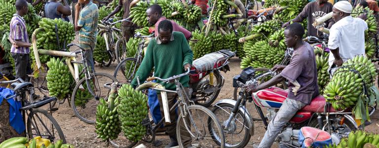 Gathering of Ugandan men with bicycles selling fresh bananas.