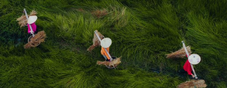 Farmers harvest grass in Vietnam