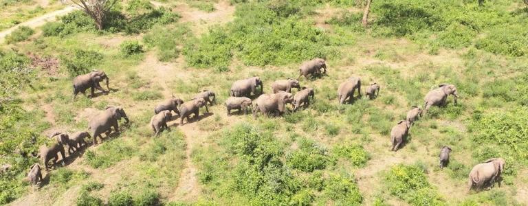 Animals grazing in a field