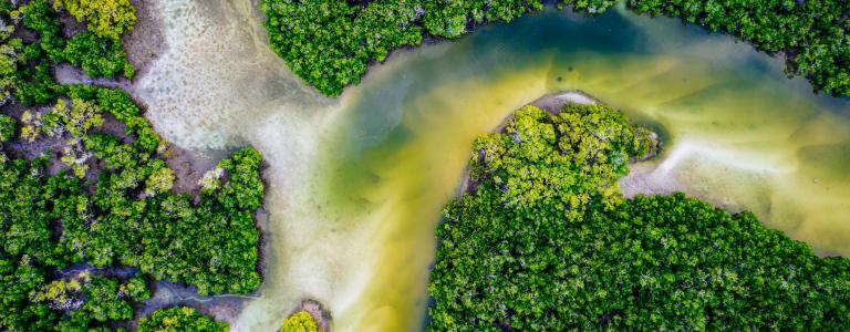 Birds eye view of a river winding through a forest
