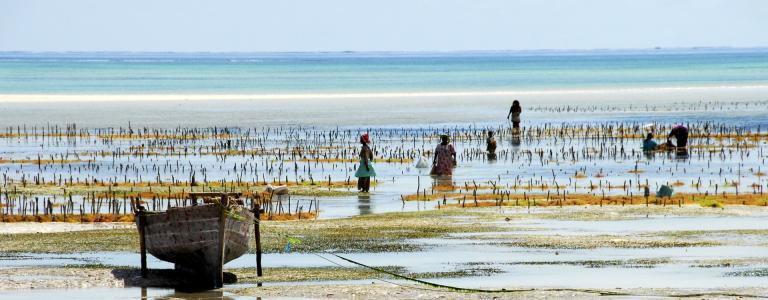 People working in shallow seawater with seaweed farming plots, near a traditional boat, against a backdrop of clear skies and distant ocean.