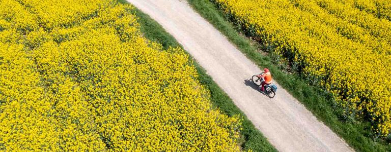A cyclist reaches a crossroads in a field.