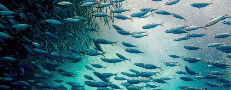 Sardine ball in the blue ocean