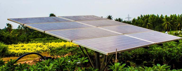 A solar panel sits in a field with plants growing at the base