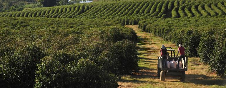 Coffee plantation, Minas Gerais, Brazil