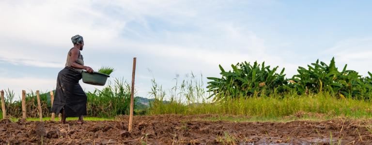 A woman farmer carrying a rice basket in a field in Malawi.