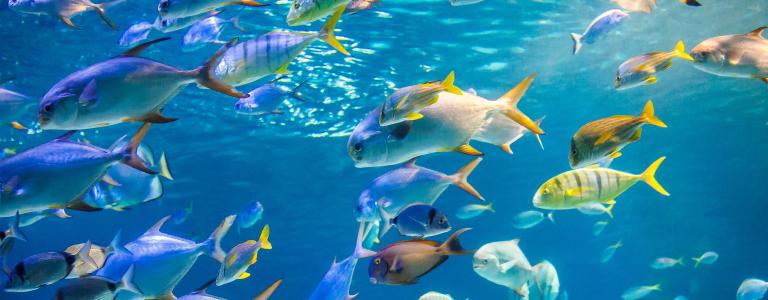 WTO Fisheries Subsidies Agreement Into Force Statement