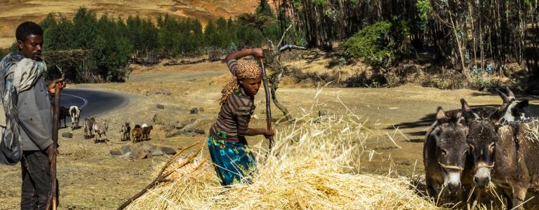 Smallholder farmers tending to their crops and livestock in Ethiopia.