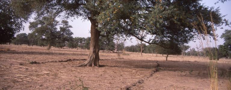 Acacia Albida in dry season in savanna fields with erosion control rock barriers