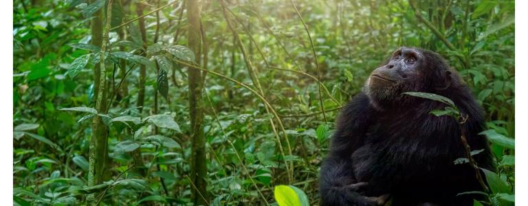 Gorilla-sitting-in-forest