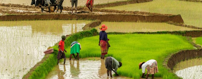 Rice farmers working on rice terrace fields.