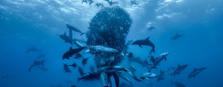 Dolphins swimming around a school of fish in the blue ocean.