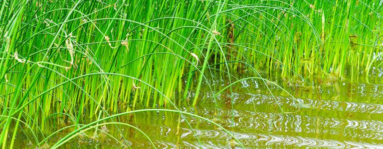 water-chestnut-or-eleocharis_dulcis_plants-in-water
