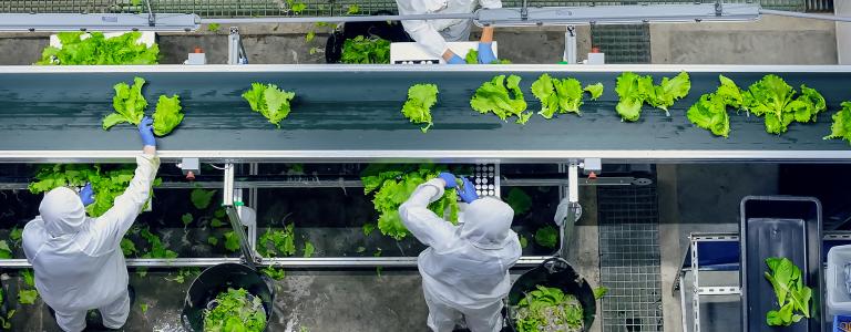 An aerial view of workers in a production plant preparing lettuce along a conveyor belt.