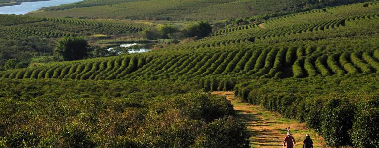 Two people walk down a path between fields of crops.