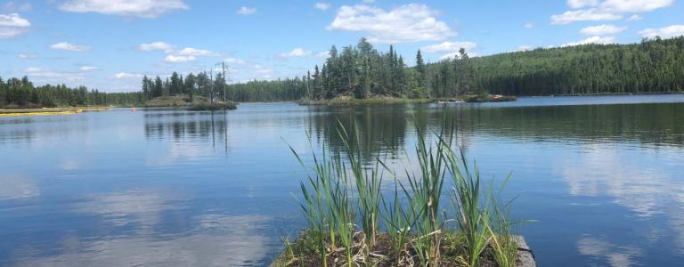 floating treatment wetlands