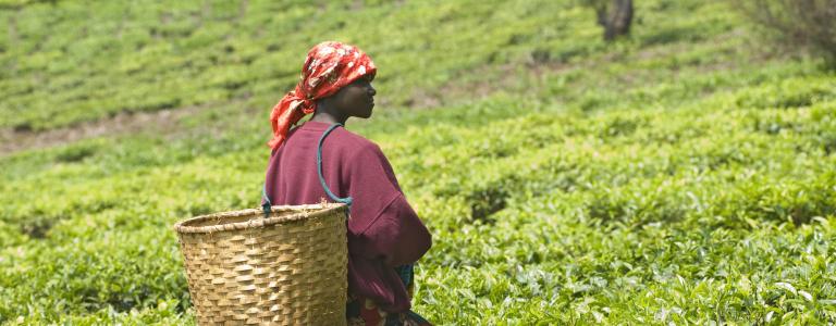 African woman picks tea leaves with a basket on her back.