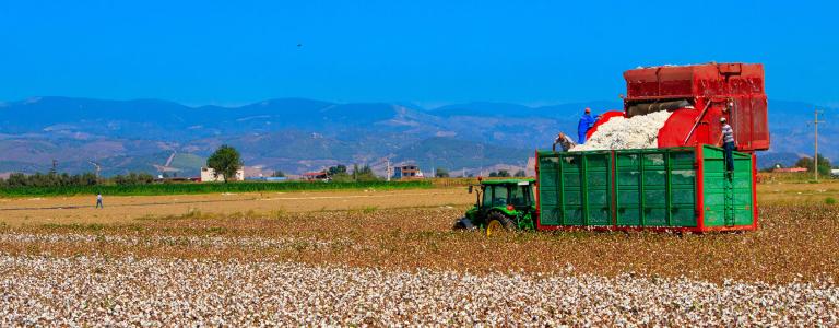 Cotton is loaded into a trailer by farmers.
