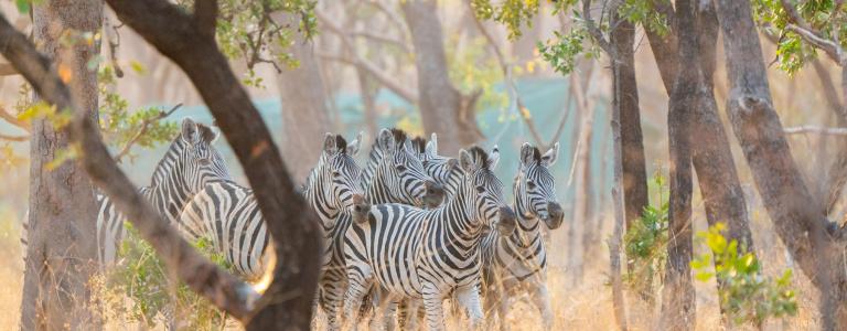 Herd of zebras running through trees