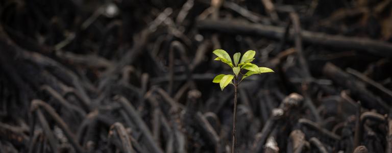 A small green plant grows amongst mangroves
