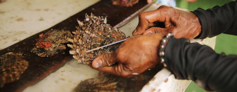Hands cleaning oysters in an aquaculture farm in Fiji