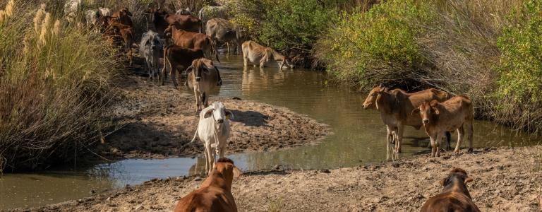 Cows drinking water from a river in Zambia