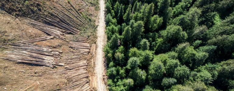 Aerial view of a lush forest on one side and clear cut on the other.