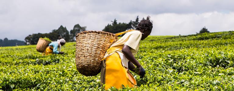 Two Kenyan women harvest tea leaves in a field. They have wicker baskets on their backs.