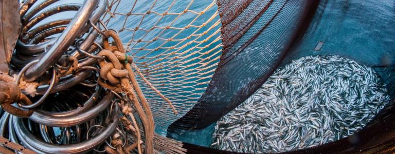 Fish caught in a net on an industrial ship.