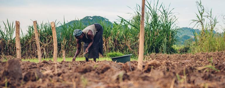 A woman bends over and plants rice on a field. There is tall grass and a mountain in the background.