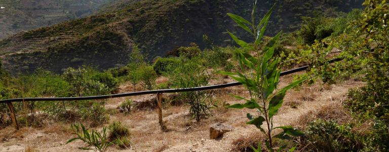 SUNCASA | Dire Dawa, Afforestation