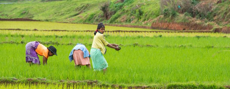 Three women harvest rice in a field. Two bend down to grab rice while the third stands and looks back at the camera.