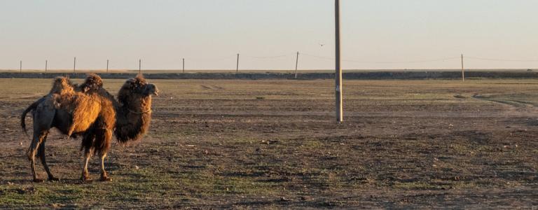 A camel is seen in the Kazakh Steppe at sunset.