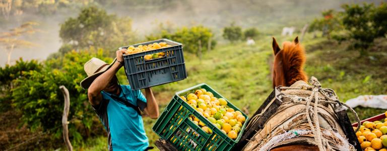 A Farmer working in the countryside, loading crates full of fresh guavas onto a horse, preparing the harvest for transport through a green and mountainous rural landscape at dawn.