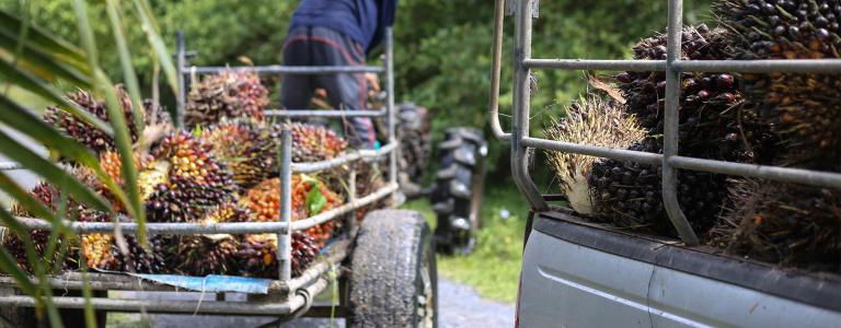 A worker drives a tractor full of palm fruits.