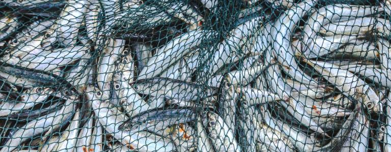 Close-up of a net full of sardines.