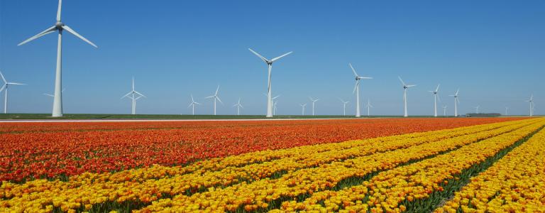 Wind turbines spin in a field of tulips