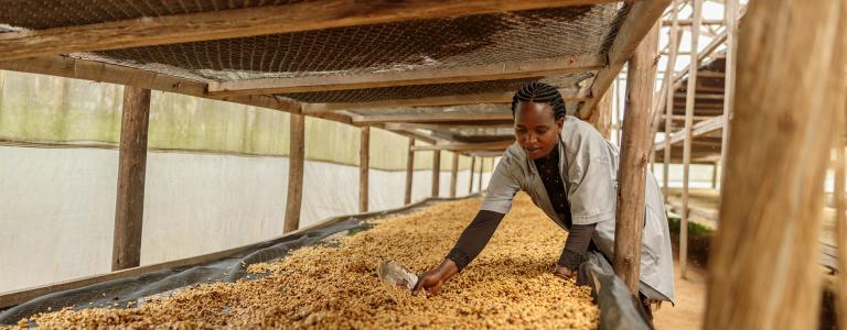 A woman processes coffee beans that are laid out on a large table. She sorts through them with a metal plate.