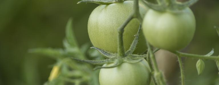 agriculture-green-tomatoes.jpg