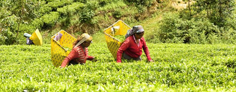 iStock-Sri-Lanka-tea-picking.jpg