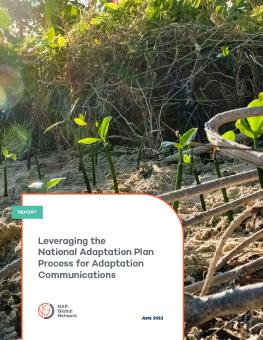 Leveraging the National Adaptation Plan Process for Adaptation Communications report cover showing mangroves growing on the beach.