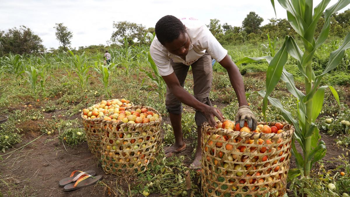 Maintaining Peace While Building Climate Resilience: Lessons from the Central African Republic - Vimarsana News