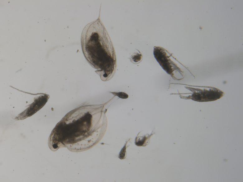 Zooplankton and Fresh Water: Here are the facts | International Institute  for Sustainable Development
