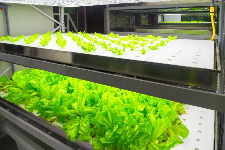 Greens being grown using hydroponics 