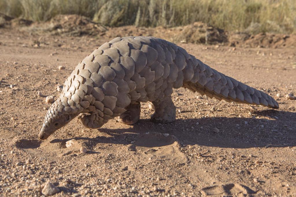 Pangolin looking for ants