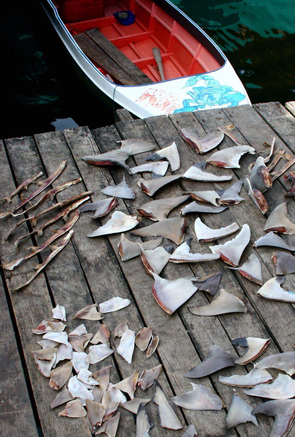 Dried shark fins