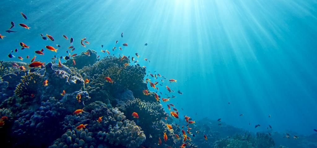 Sun beams shining underwater on tropical coral reef