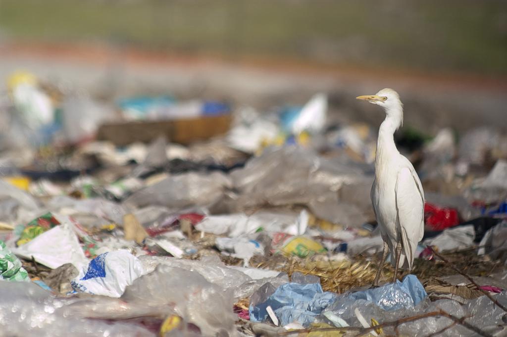 Egret by plastic pollution