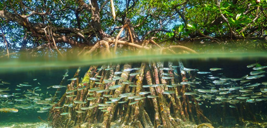 Split view of mangrove tree above and below sea surface