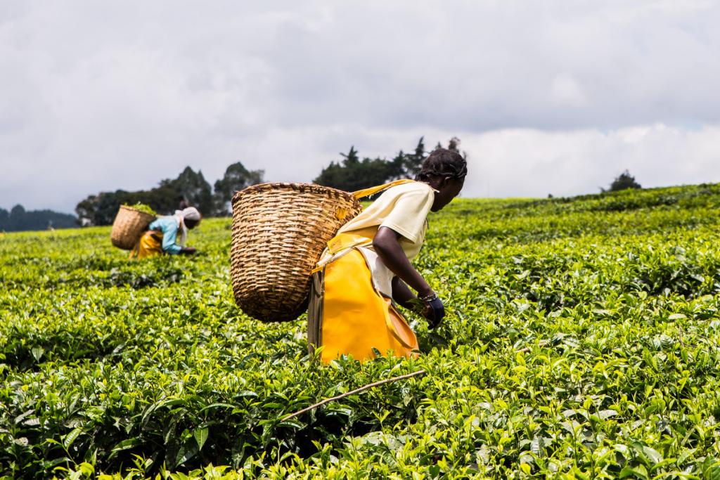 Kenya women picking tea